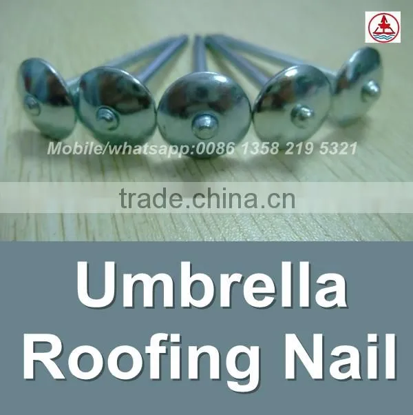 china 1 Lb. Electro Galvanized roof nail