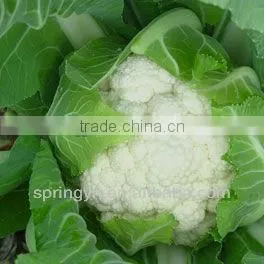 High Quality Cauliflower