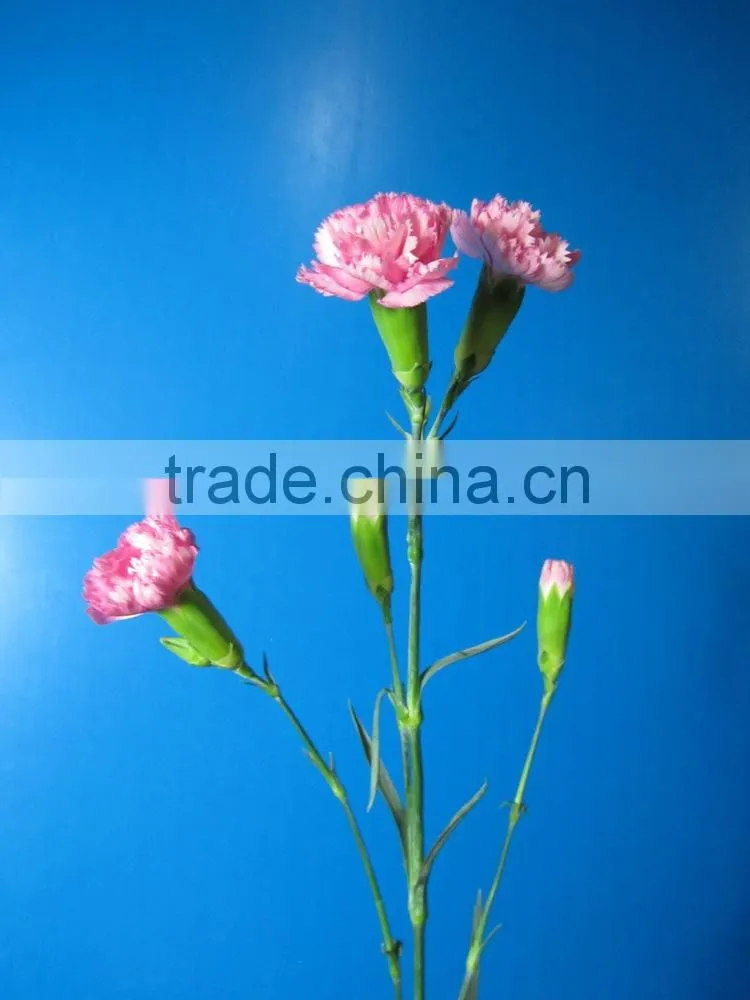Reasonable price top sell carnation of fresh flower for decoration