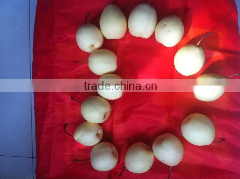 Ya pear New crop fresh pear wholsale