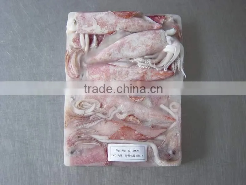 frozen loligo squid