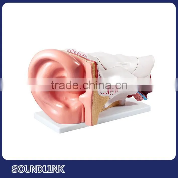 China Soundlink plastic human anatomical ear models