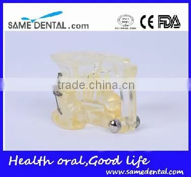 High Quality Dental Transparent Orthodontic Models School Teaching Demonstration