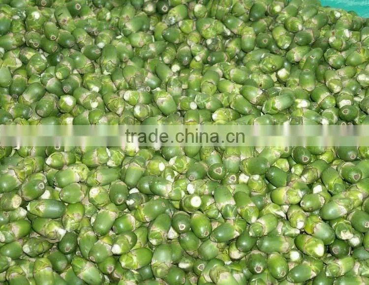 Areca catechu trees