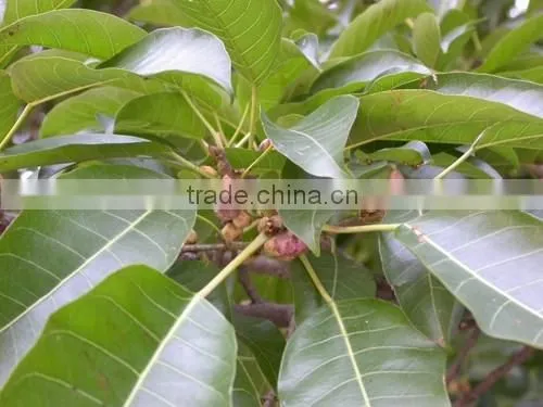 Ficus altissima