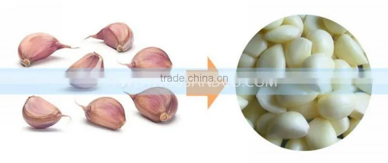 Garlic Dry Peeling Machine, Garlic-Peeling-Machine, Machine for Peeling Garlic with 150 KG/H