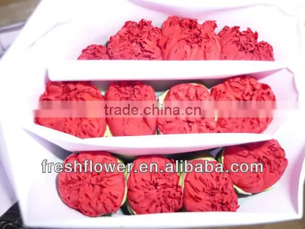 fresh cut carnation flower