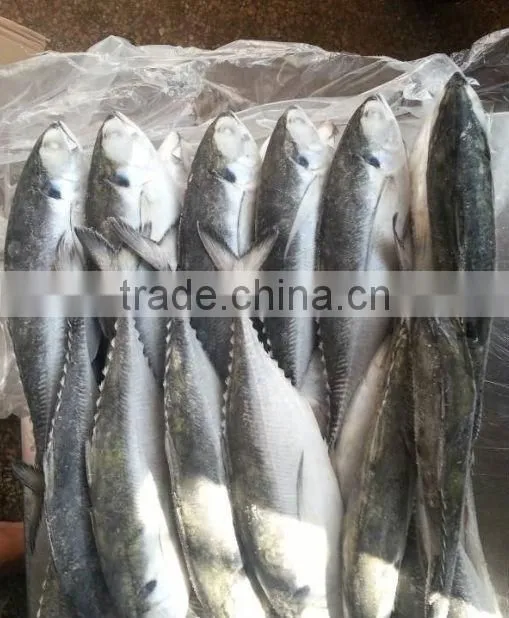 high quality jack mackerel frozen seafood product