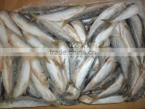 Frozen Whole Round new arrival sardine caught by Light seine 140 - 200 pcs