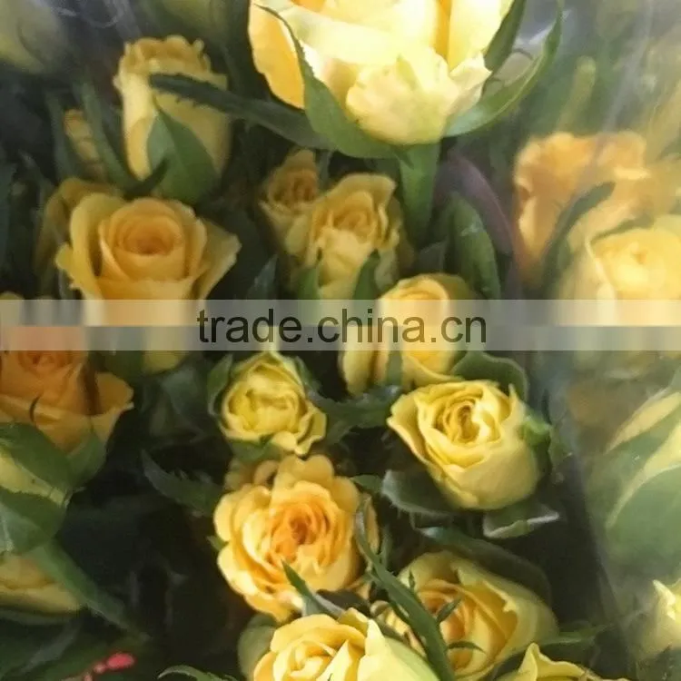 High quality sprayed rose yellow fresh cut rose flowers