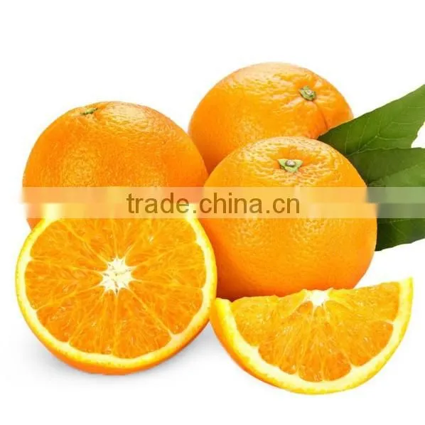 Hot selling fresh navel orange
