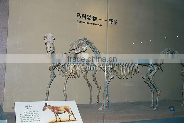 High quality fiberglass animal skeleton model