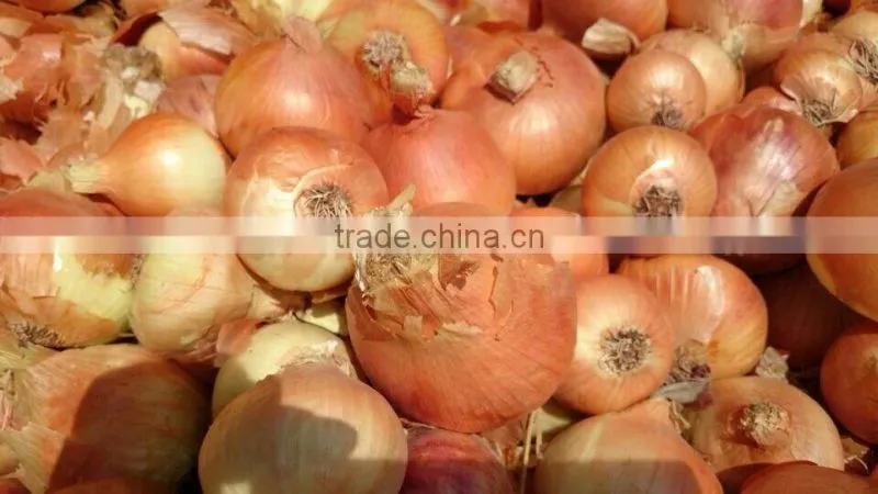 Yellow Onions WITH HIGH QUALITY FROM EGYPT