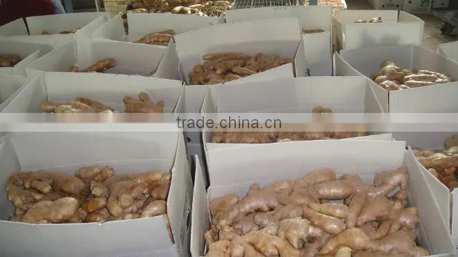 Fresh Ginger