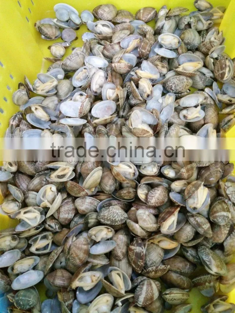 DELICIOUS FROZEN VACCUM BOILED SHORT NECKED CLAM