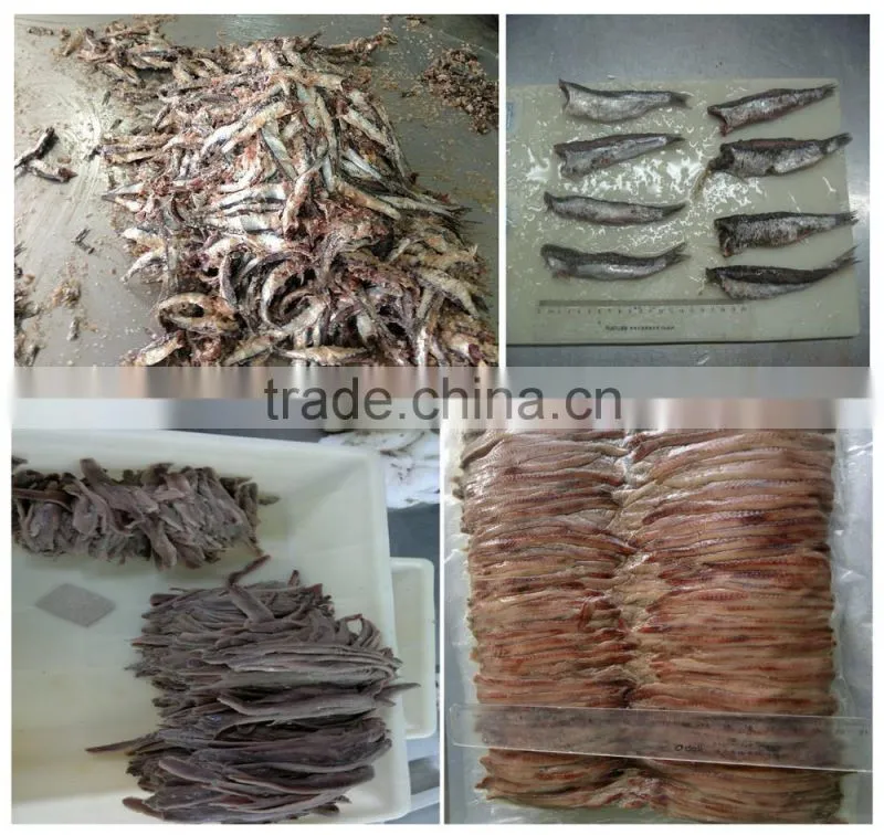 New season Fresh Frozen whole round Anchovy