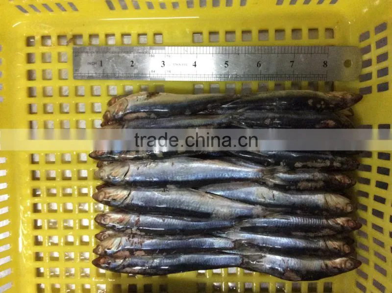 New landing sea frozen anchovy
