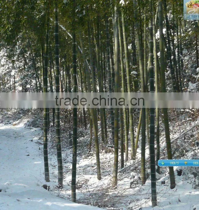 Chinese Factory Durable Ourtdoor Strand Woven