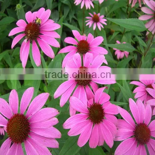 Pure Nature Echinacea Herb Extract