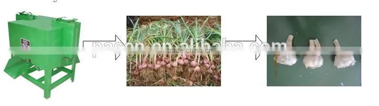 Cheap price and very useful garlic tail and stem cutting machine/garlic processing machine/garlic root cutting machine