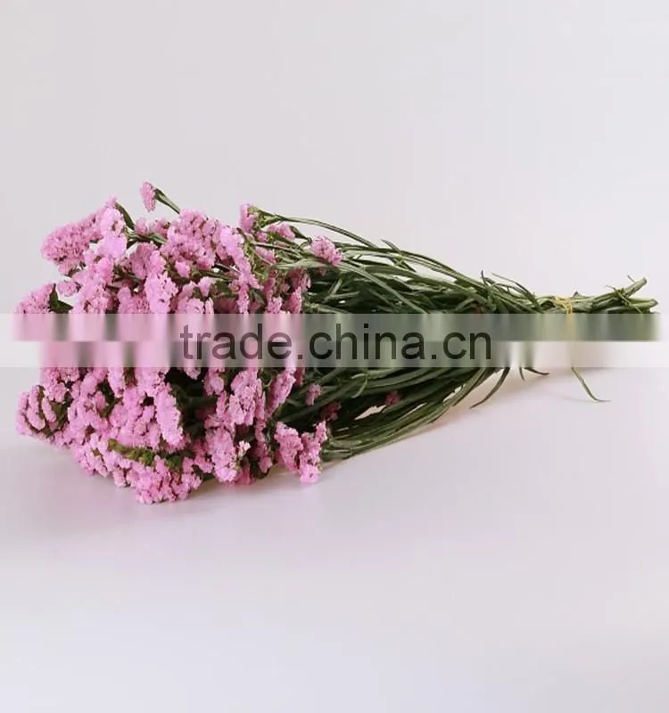 bulk supply decorative flower fresh cut green color forget me not flowers
