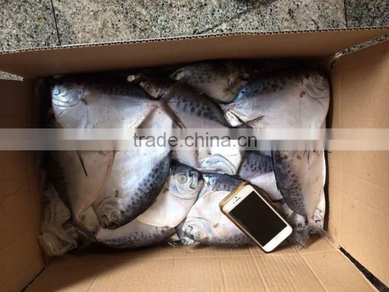 2016 Hot Top Frozen John Dory Fillet foe sale