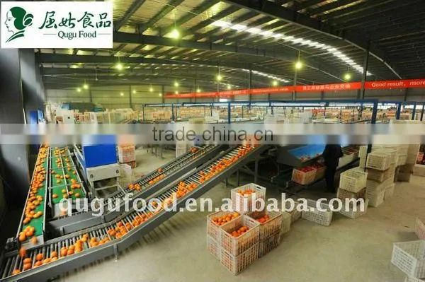 Sweet navel orange 1st class price