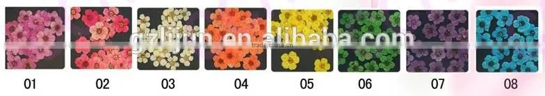 H1-034 12COLORS Dried Flowers for Nail Art Embeddi(12Colours ) 1.These dried DRY FLOWER ,Real dry flower