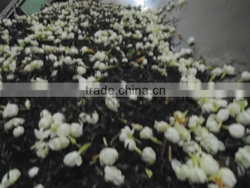 Jasmine TEA OF Gimex Viet nam