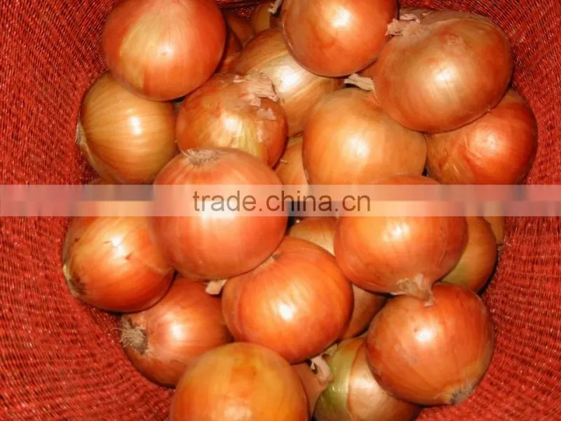 Fresh Onion Export to Dubai