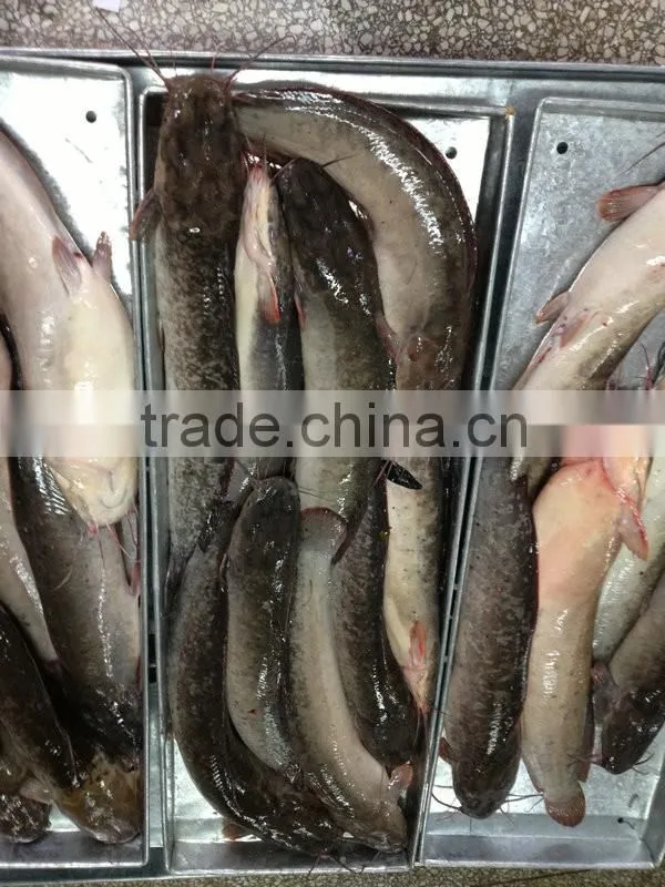 Fresh catfish frozen on sale