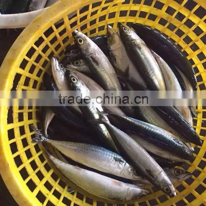 Fresh mackerel for sale