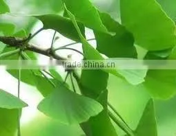 BNP Supplies Best Quality Ginkgo Biloba Extract Powder Capsule