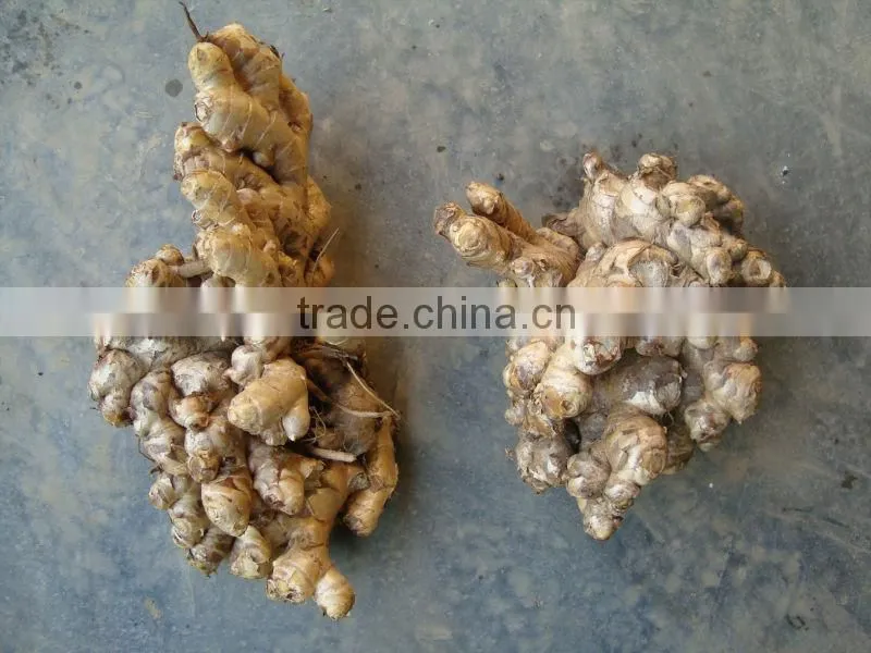 VIETNAMESE FRESH GINGER NEW CROP 2014