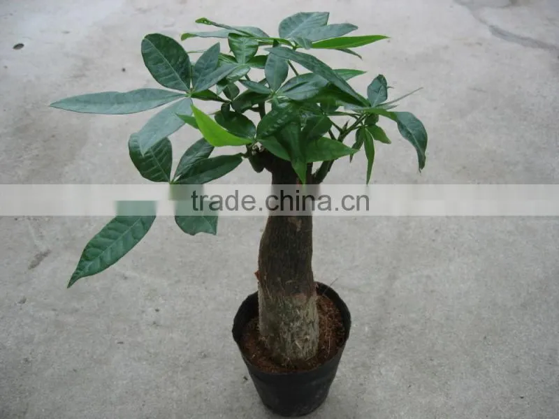 Pachira macrocarpa of indoor outdoor ornamental bonsai plants