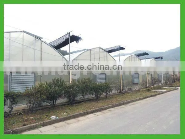 multi span green house from big greenhouse manufacturer in China