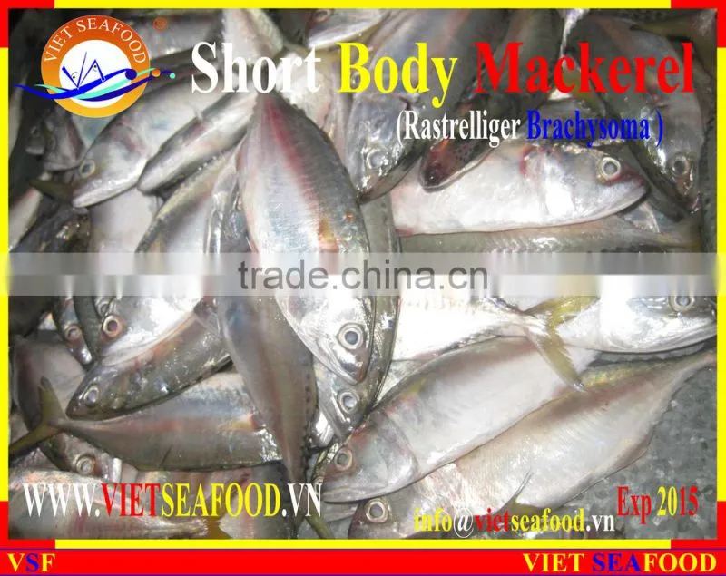 FROZEN SHORT BODY MACKEREL WHOLE ROUND