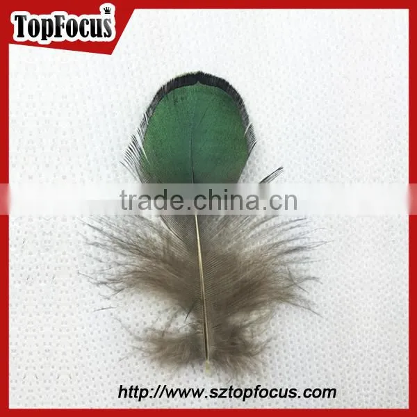 carnival decorate green loose lady amherst pheasant feathers for sale