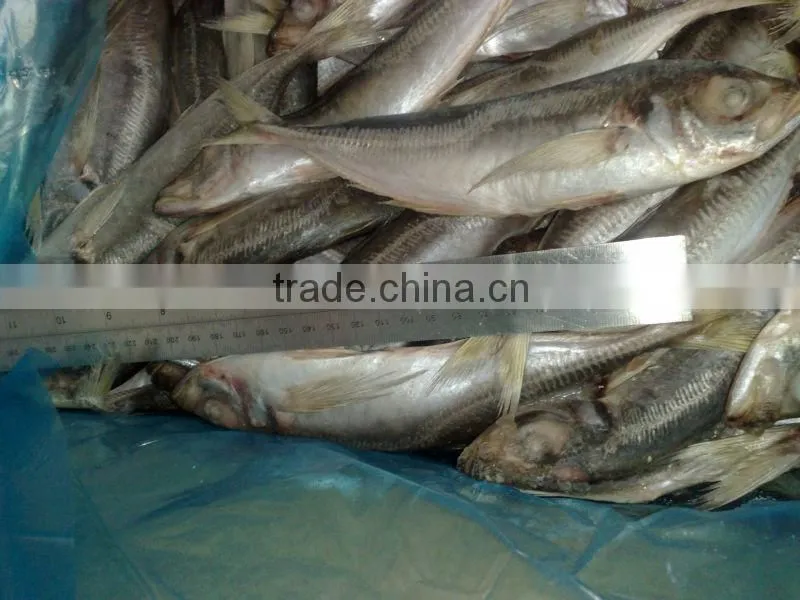 14-16cm frozen horse mackerel