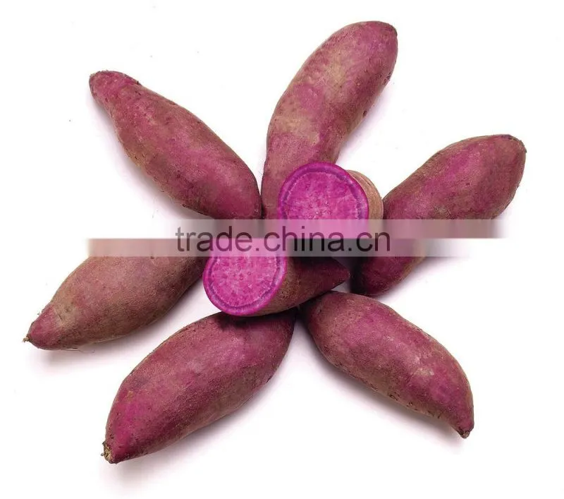 2015 Sunny Orchard fresh sweet potato