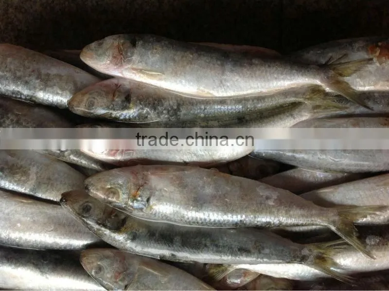 New caught whole round frozen sardine 8-10pcs/kg for market