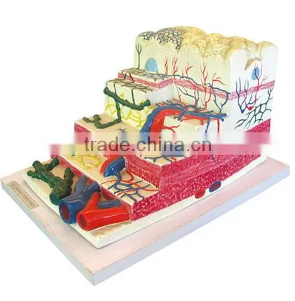 Stomach wall level model