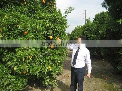 mandarin orange sacs 3L