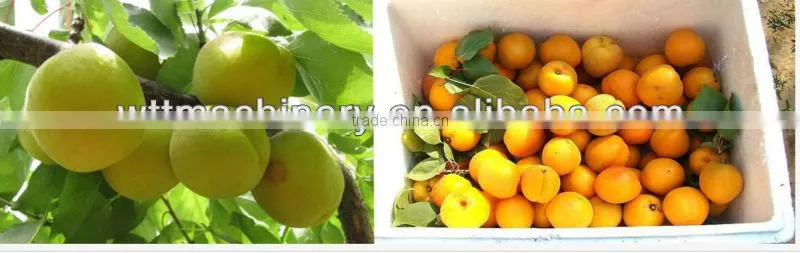 Save strength machine for peeling apricot