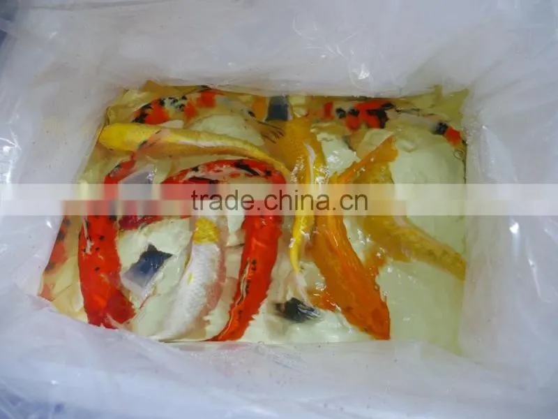 Mix color Koi carp fish wholesale in Thailand