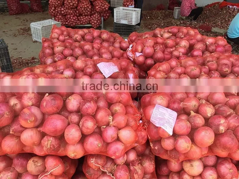 fresh organic red onion for sale