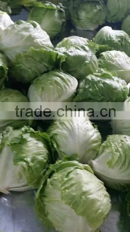 fresh lettuce