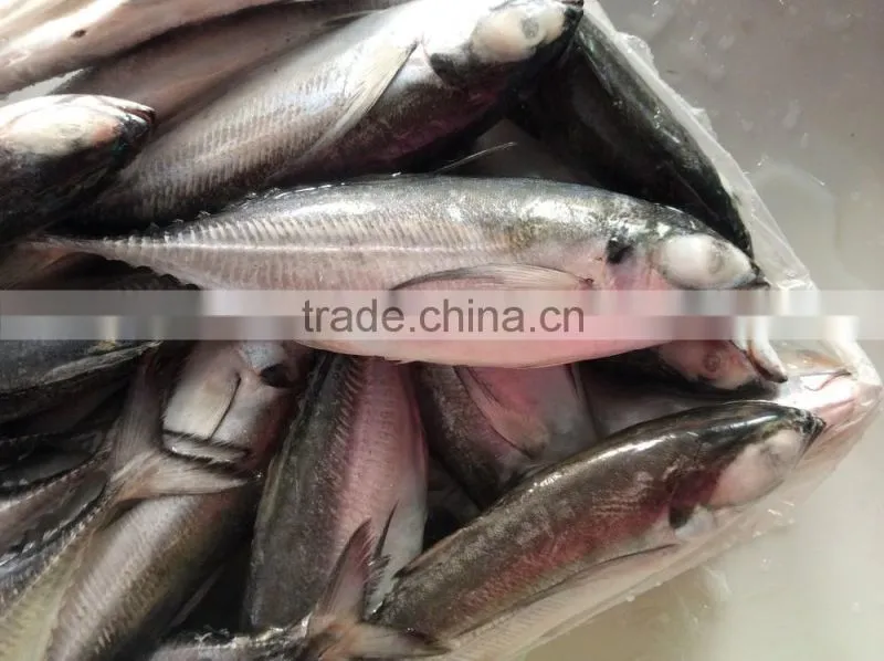 Frozen newly caught Torpedo trevally on sale