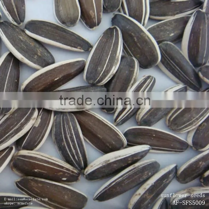 Top quantity Chinese sunflower oil seeds in shell 5009 with market price
