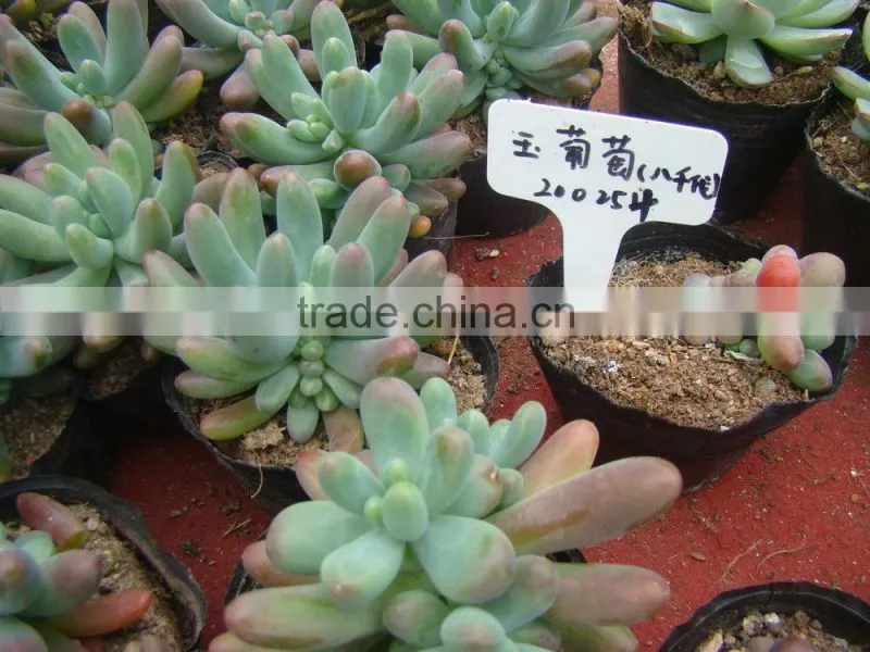 succulent plants